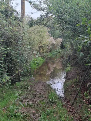 Photo on Nightingale Lane
